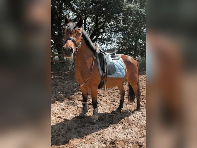 Más ponis/caballos pequeños Mestizo Caballo castrado 13 años 138 cm Castaño in Versmold