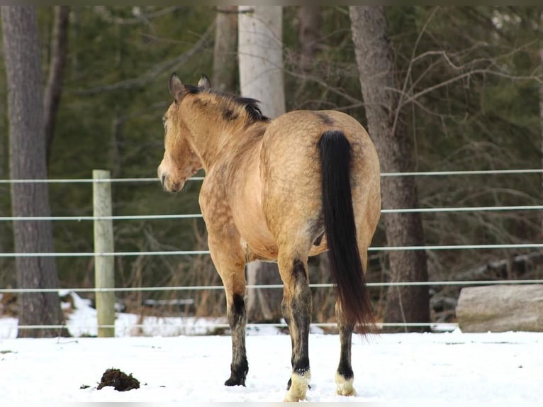 Más ponis/caballos pequeños Caballo castrado 13 años 142 cm Buckskin/Bayo in Shippenville, PA