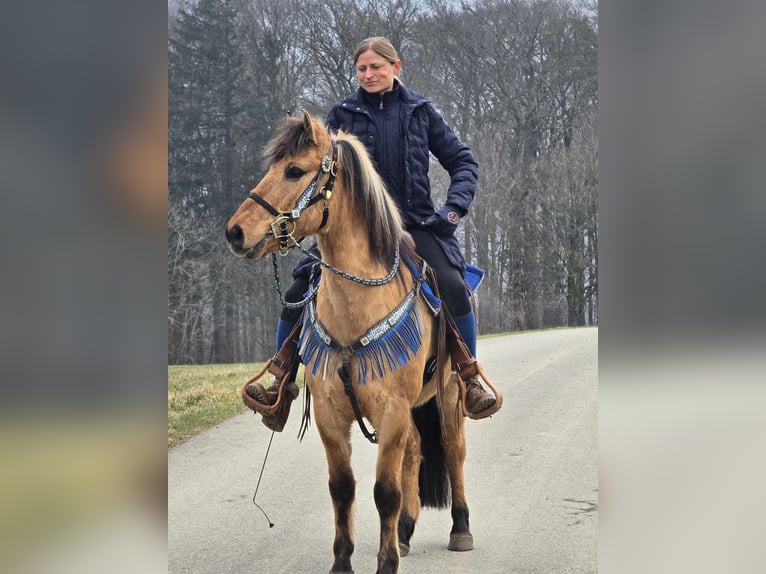 Más ponis/caballos pequeños Caballo castrado 13 años 145 cm Bayo in Linkenbach