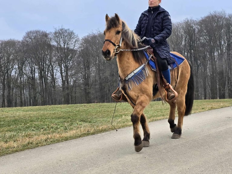 Más ponis/caballos pequeños Caballo castrado 13 años 145 cm Bayo in Linkenbach