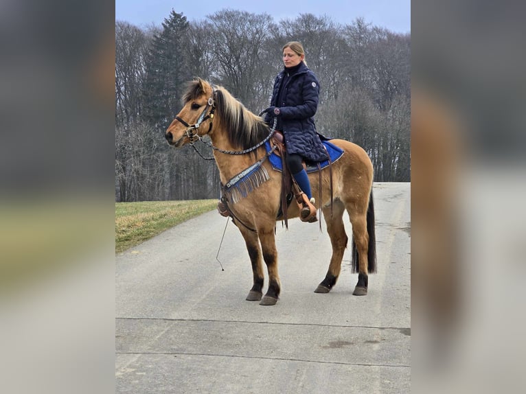 Más ponis/caballos pequeños Caballo castrado 13 años 145 cm Bayo in Linkenbach