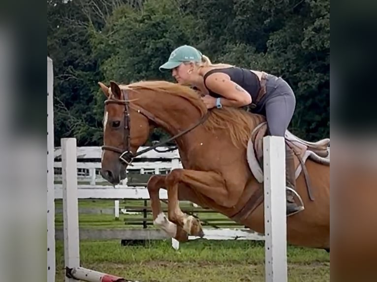 Más ponis/caballos pequeños Caballo castrado 13 años 147 cm Alazán-tostado in Granby, CT