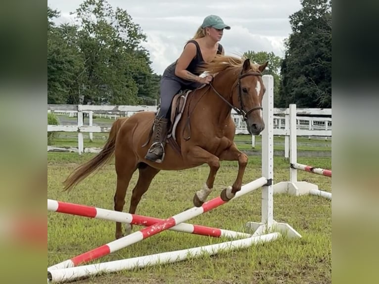 Más ponis/caballos pequeños Caballo castrado 13 años 147 cm Alazán-tostado in Granby, CT