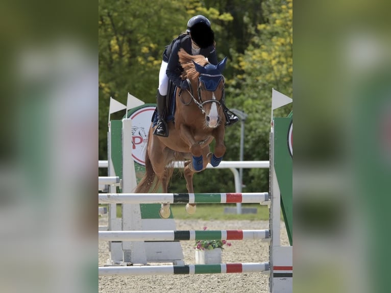 Más ponis/caballos pequeños Caballo castrado 13 años 148 cm in Lombardia