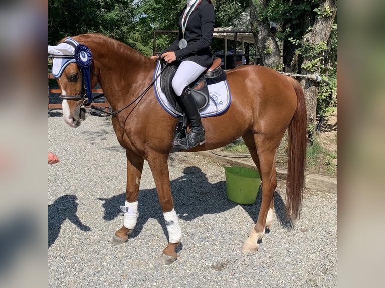 Más ponis/caballos pequeños Caballo castrado 13 años 148 cm in Lombardia