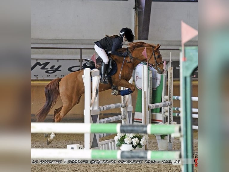 Más ponis/caballos pequeños Caballo castrado 13 años 148 cm in Lombardia