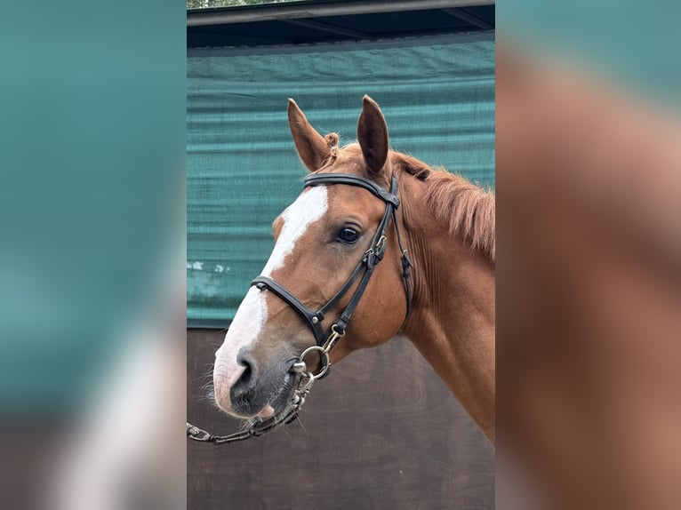 Más ponis/caballos pequeños Caballo castrado 13 años 149 cm Alazán in Arre