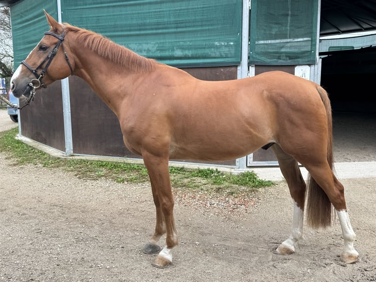 Más ponis/caballos pequeños Caballo castrado 13 años 149 cm Alazán in Arre