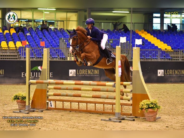 Más ponis/caballos pequeños Caballo castrado 13 años 149 cm Alazán in Arre