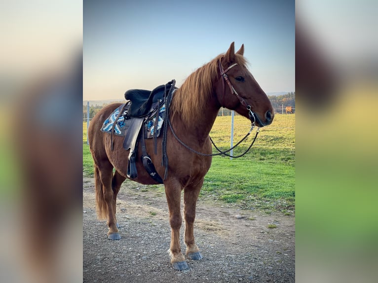 Más ponis/caballos pequeños Mestizo Caballo castrado 13 años 150 cm Alazán in Roth bei prüm