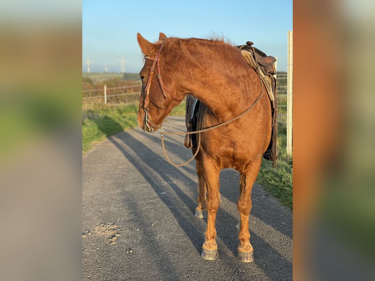 Más ponis/caballos pequeños Mestizo Caballo castrado 13 años 150 cm Alazán in Roth bei prüm