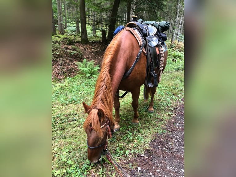 Más ponis/caballos pequeños Mestizo Caballo castrado 13 años 150 cm Alazán in Roth bei prüm