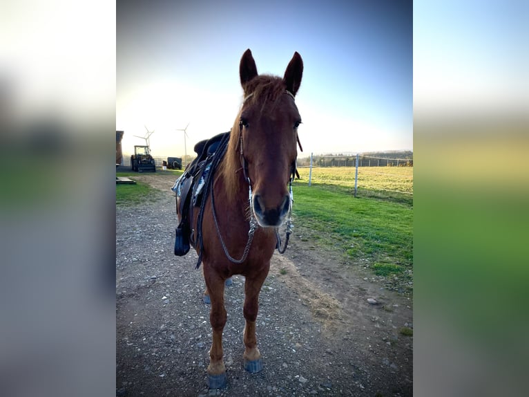 Más ponis/caballos pequeños Mestizo Caballo castrado 13 años 150 cm Alazán in Roth bei prüm