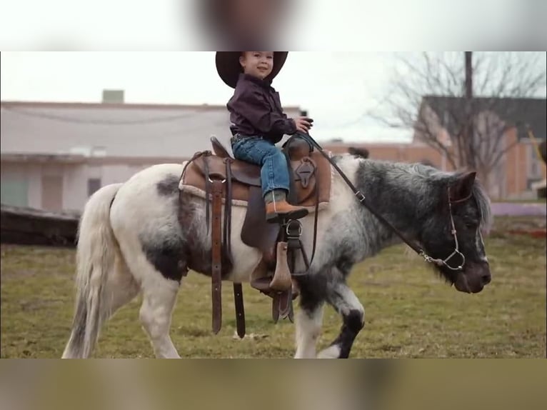 Más ponis/caballos pequeños Caballo castrado 13 años 91 cm in Weatherford, TX