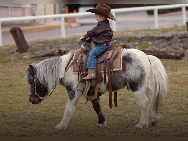 Más ponis/caballos pequeños Caballo castrado 13 años 91 cm in Weatherford, TX