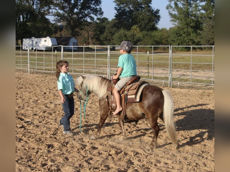 Más ponis/caballos pequeños Caballo castrado 13 años 99 cm Palomino in Carthage, TX