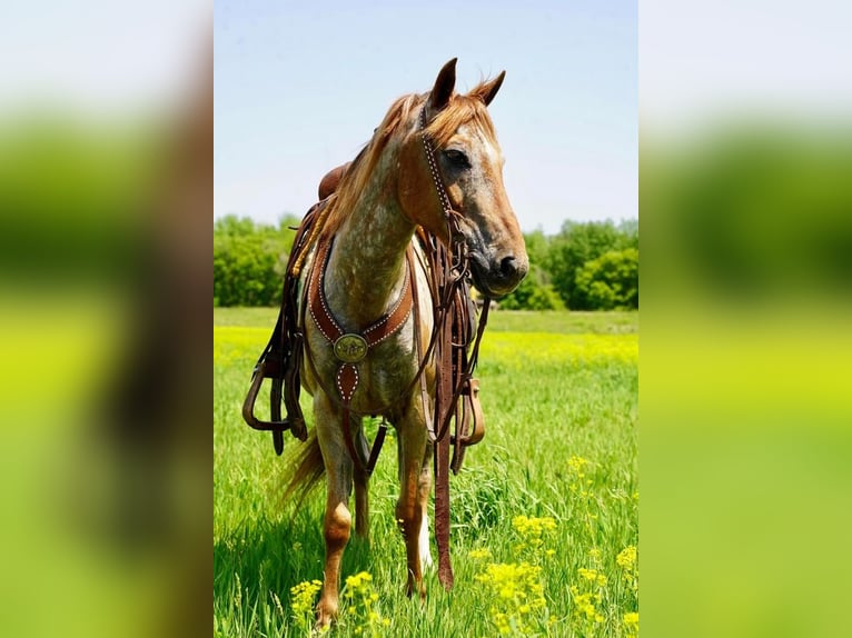 Más ponis/caballos pequeños Caballo castrado 13 años in Valley Springs, SD