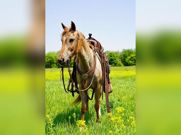 Más ponis/caballos pequeños Caballo castrado 13 años in Valley Springs, SD