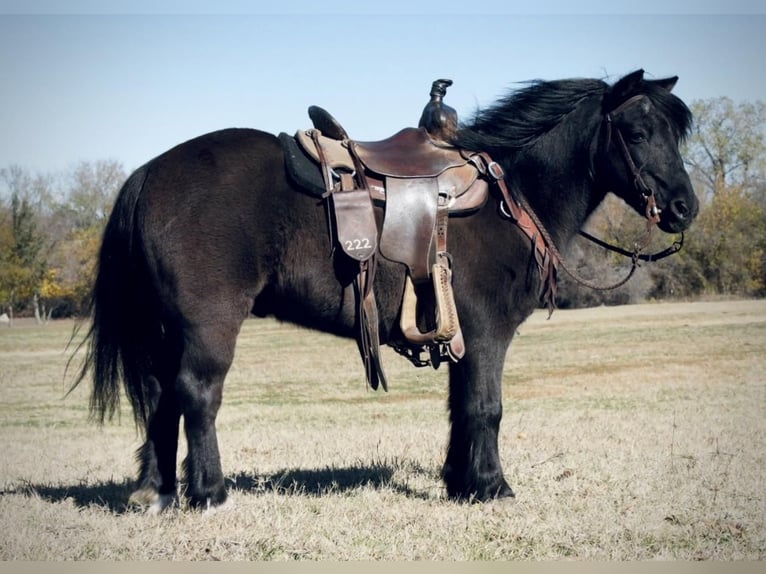 Más ponis/caballos pequeños Caballo castrado 14 años 112 cm Negro in Weatherford