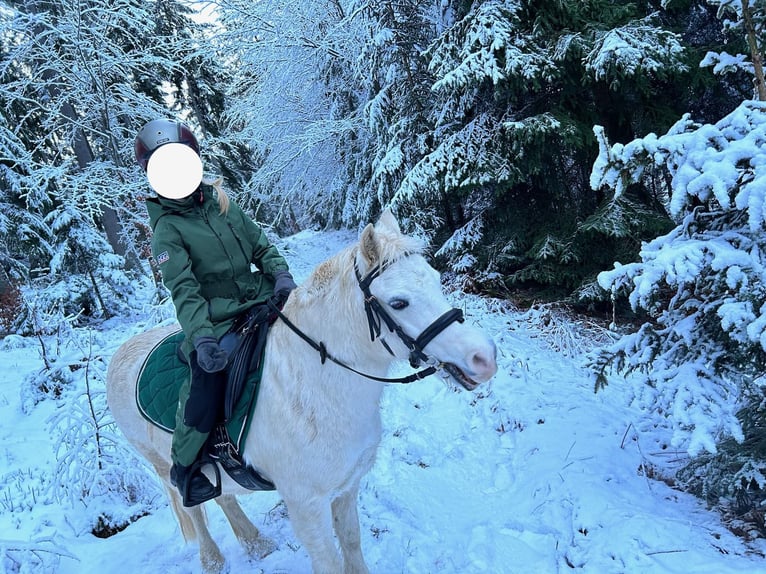 Más ponis/caballos pequeños Mestizo Caballo castrado 14 años 120 cm Tordo in Stromberg