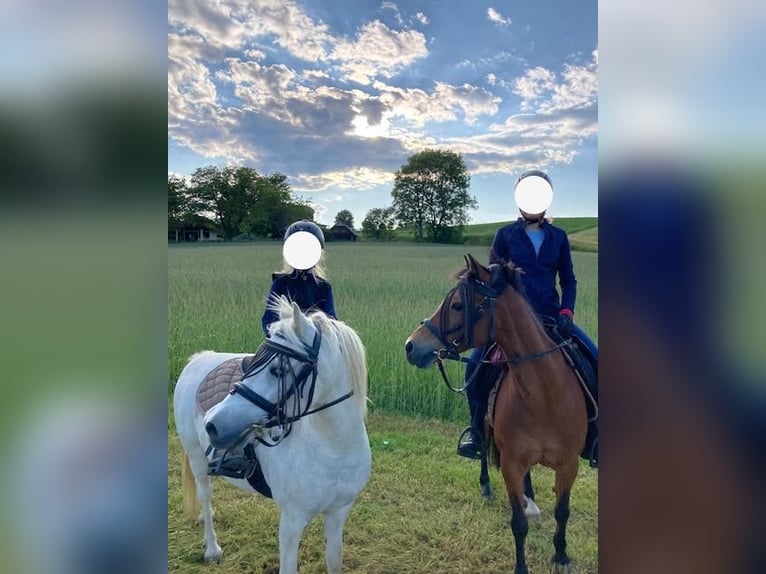 Más ponis/caballos pequeños Mestizo Caballo castrado 14 años 120 cm Tordo in Stromberg