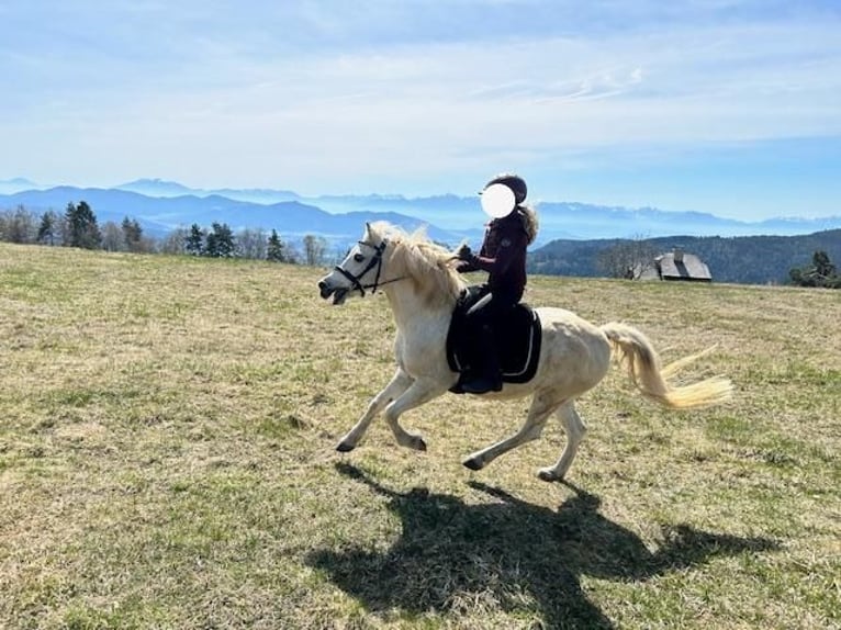 Más ponis/caballos pequeños Mestizo Caballo castrado 14 años 120 cm Tordo in Stromberg