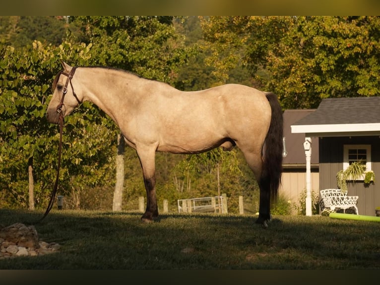 Más ponis/caballos pequeños Caballo castrado 14 años 122 cm Buckskin/Bayo in Fresno, OH