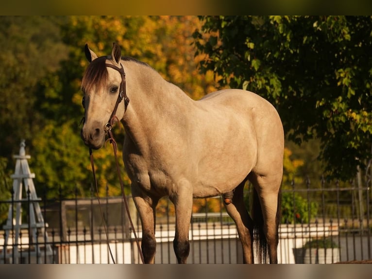 Más ponis/caballos pequeños Caballo castrado 14 años 122 cm Buckskin/Bayo in Fresno, OH