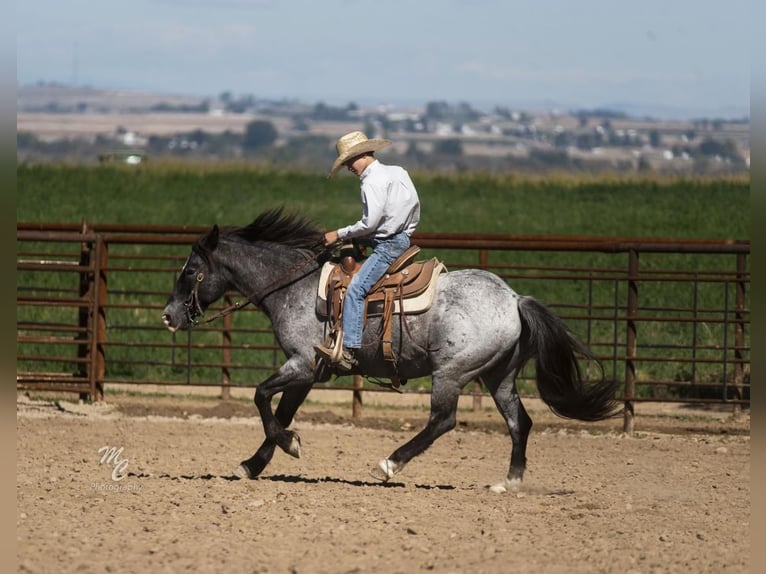 Más ponis/caballos pequeños Mestizo Caballo castrado 14 años 132 cm Ruano azulado in Caldwell