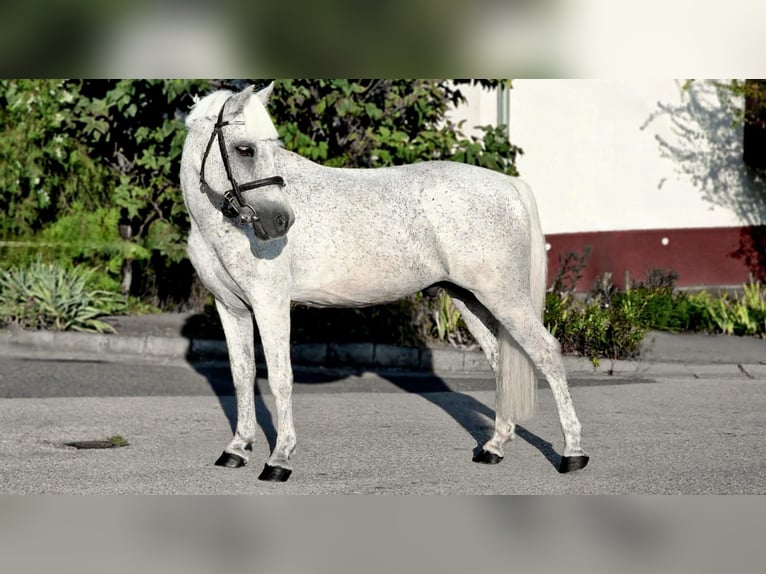 Más ponis/caballos pequeños Caballo castrado 14 años 133 cm in Deggendorf