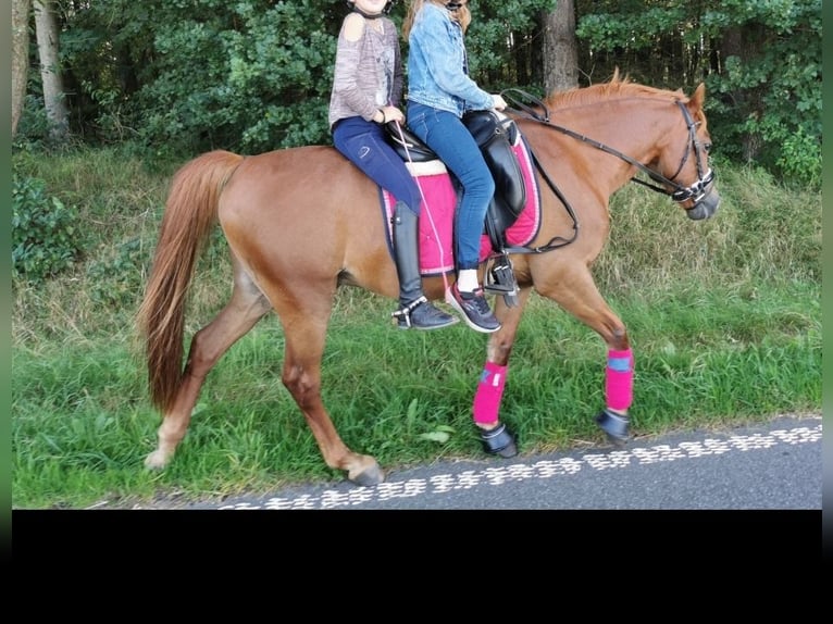 Más ponis/caballos pequeños Caballo castrado 14 años 141 cm Alazán in Ladelund