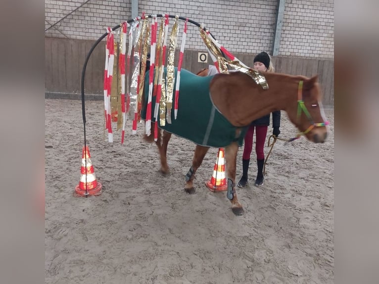 Más ponis/caballos pequeños Caballo castrado 14 años 141 cm Alazán in Ladelund