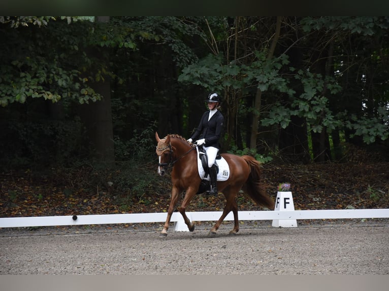 Más ponis/caballos pequeños Caballo castrado 14 años 141 cm Alazán in Ladelund