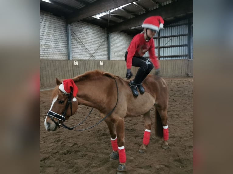 Más ponis/caballos pequeños Caballo castrado 14 años 141 cm Alazán in Ladelund