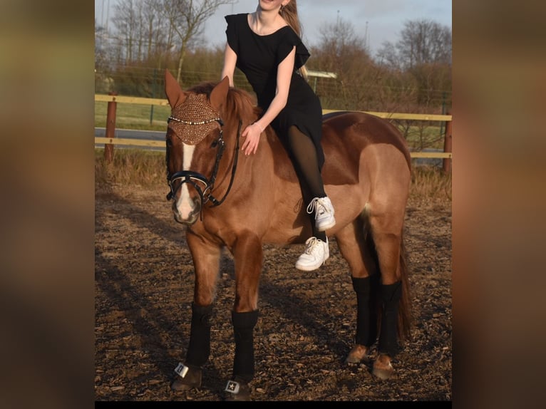 Más ponis/caballos pequeños Caballo castrado 14 años 141 cm Alazán in Ladelund