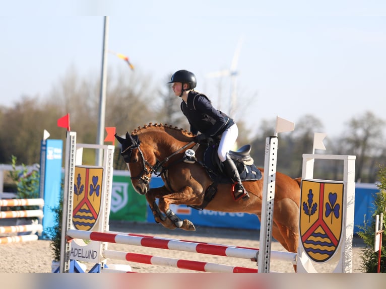 Más ponis/caballos pequeños Caballo castrado 14 años 141 cm Alazán in Ladelund