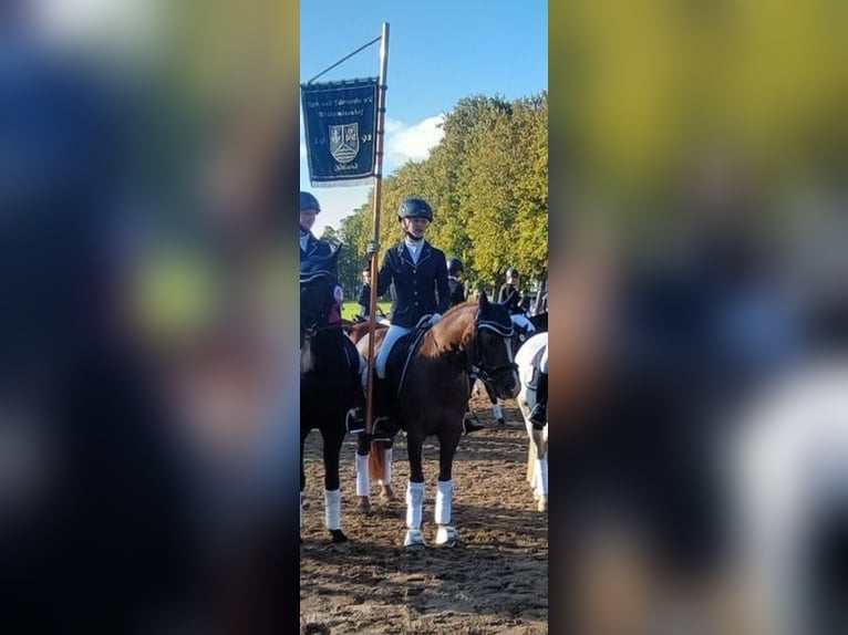 Más ponis/caballos pequeños Caballo castrado 14 años 141 cm Alazán in Ladelund