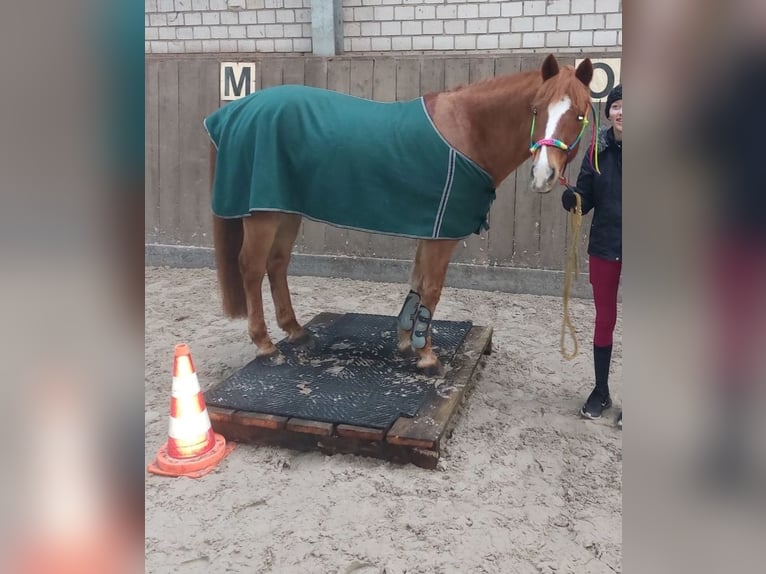 Más ponis/caballos pequeños Caballo castrado 14 años 141 cm Alazán in Ladelund