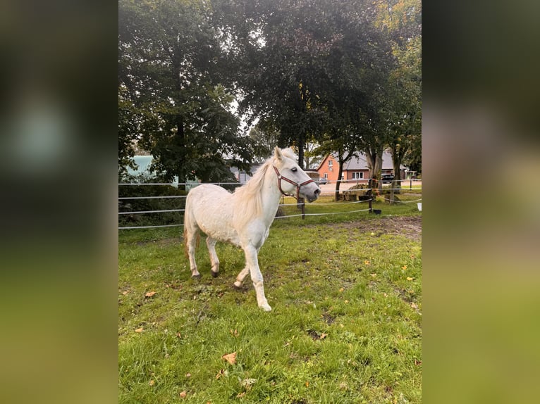 Más ponis/caballos pequeños Mestizo Caballo castrado 14 años 146 cm Tordo rodado in Haren