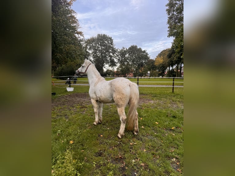 Más ponis/caballos pequeños Mestizo Caballo castrado 14 años 146 cm Tordo rodado in Haren