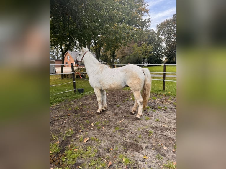 Más ponis/caballos pequeños Mestizo Caballo castrado 14 años 146 cm Tordo rodado in Haren