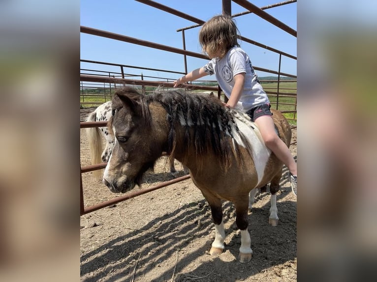 Más ponis/caballos pequeños Caballo castrado 14 años 89 cm Buckskin/Bayo in Halfway, MO