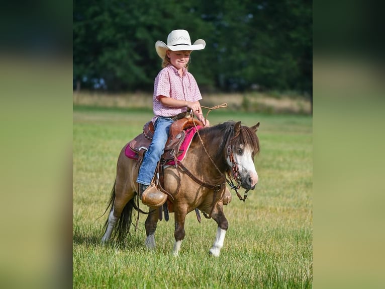 Más ponis/caballos pequeños Caballo castrado 14 años 89 cm Buckskin/Bayo in Halfway, MO