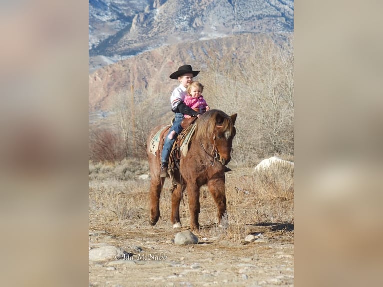 Más ponis/caballos pequeños Caballo castrado 15 años 127 cm Ruano alazán in Cody, WY