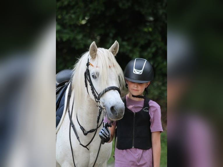 Más ponis/caballos pequeños Mestizo Caballo castrado 15 años 127 cm Tordo in Neumünster