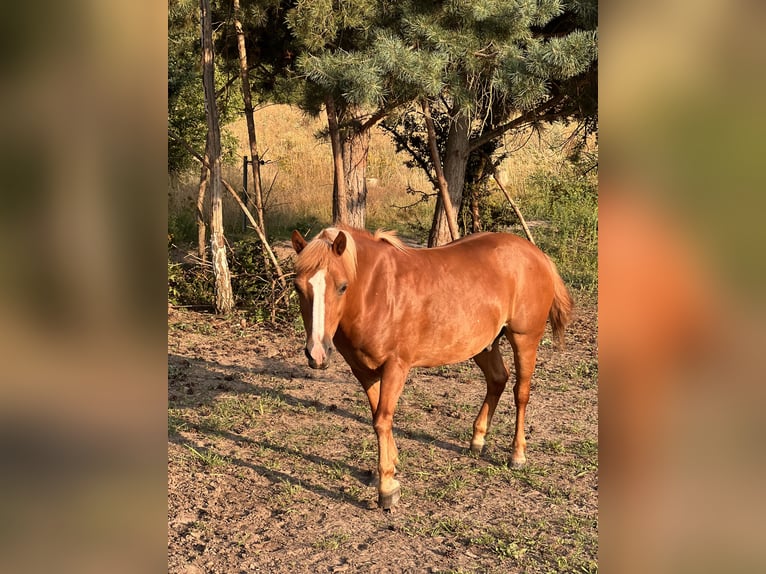 Más ponis/caballos pequeños Caballo castrado 15 años 140 cm Alazán in Warnstedt