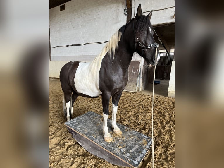 Más ponis/caballos pequeños Mestizo Caballo castrado 15 años 140 cm Pío in DülmenDülmen