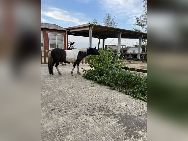 Más ponis/caballos pequeños Mestizo Caballo castrado 15 años 140 cm Pío in DülmenDülmen