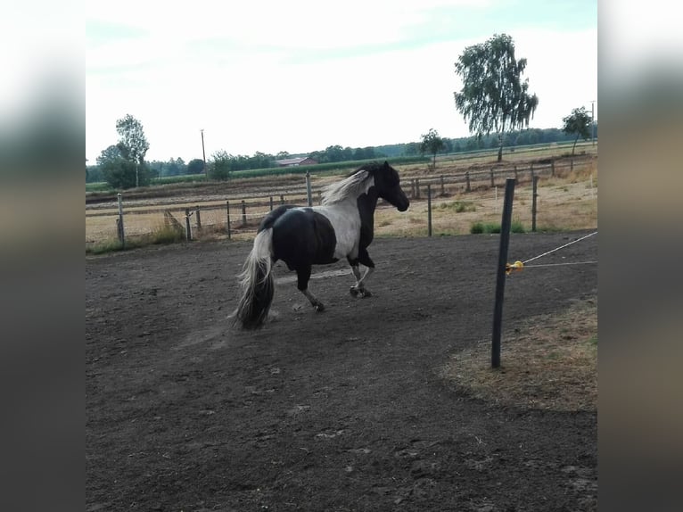 Más ponis/caballos pequeños Mestizo Caballo castrado 15 años 140 cm Pío in DülmenDülmen