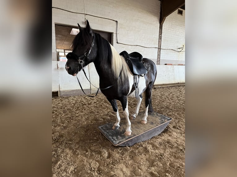 Más ponis/caballos pequeños Mestizo Caballo castrado 15 años 140 cm Pío in DülmenDülmen